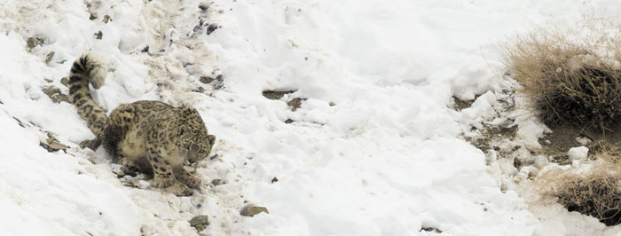 snow leopard